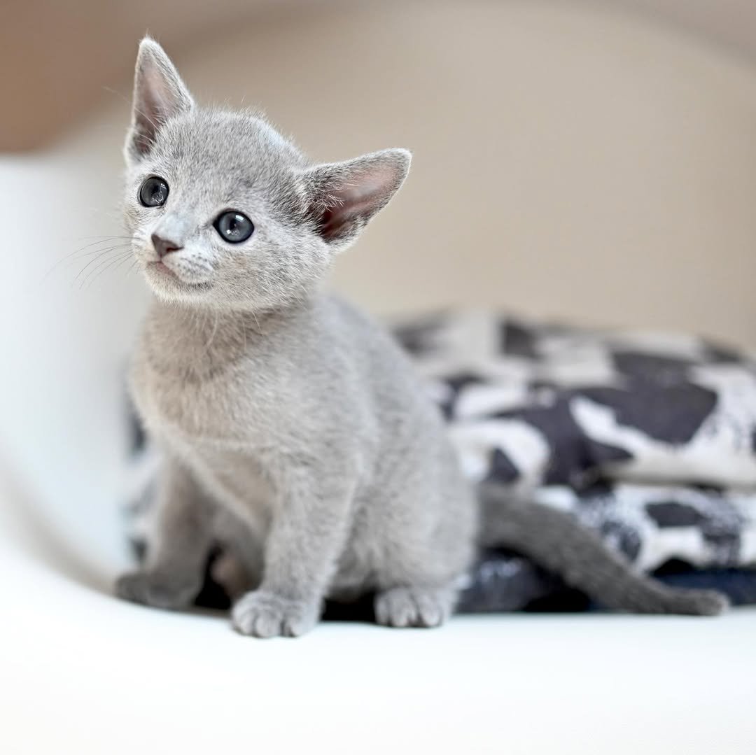 Shadow - Russian Blue Kitten